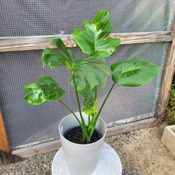 Monstera Deliciosa Plant 8" Nursery Pot 