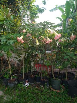 Large Angel Trumpet Flower - 7 Ft Tall