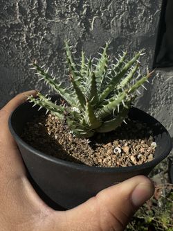 Aloe erinacea
