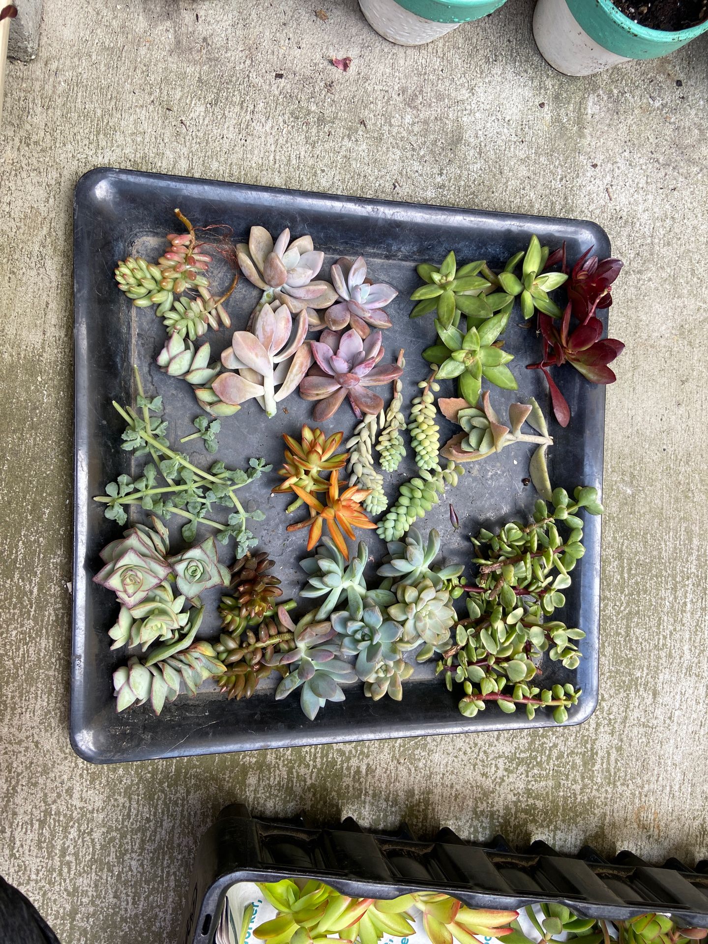 succulent cuttings