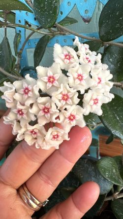 Hoya mathilde starter plant