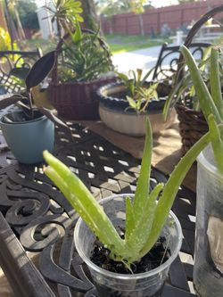 2 Aloe Vera Plants