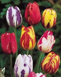 Legos For Sale Ask For Info