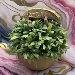 Crested Gecko Plant