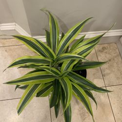 Big Dracaena Lemon Lime plant