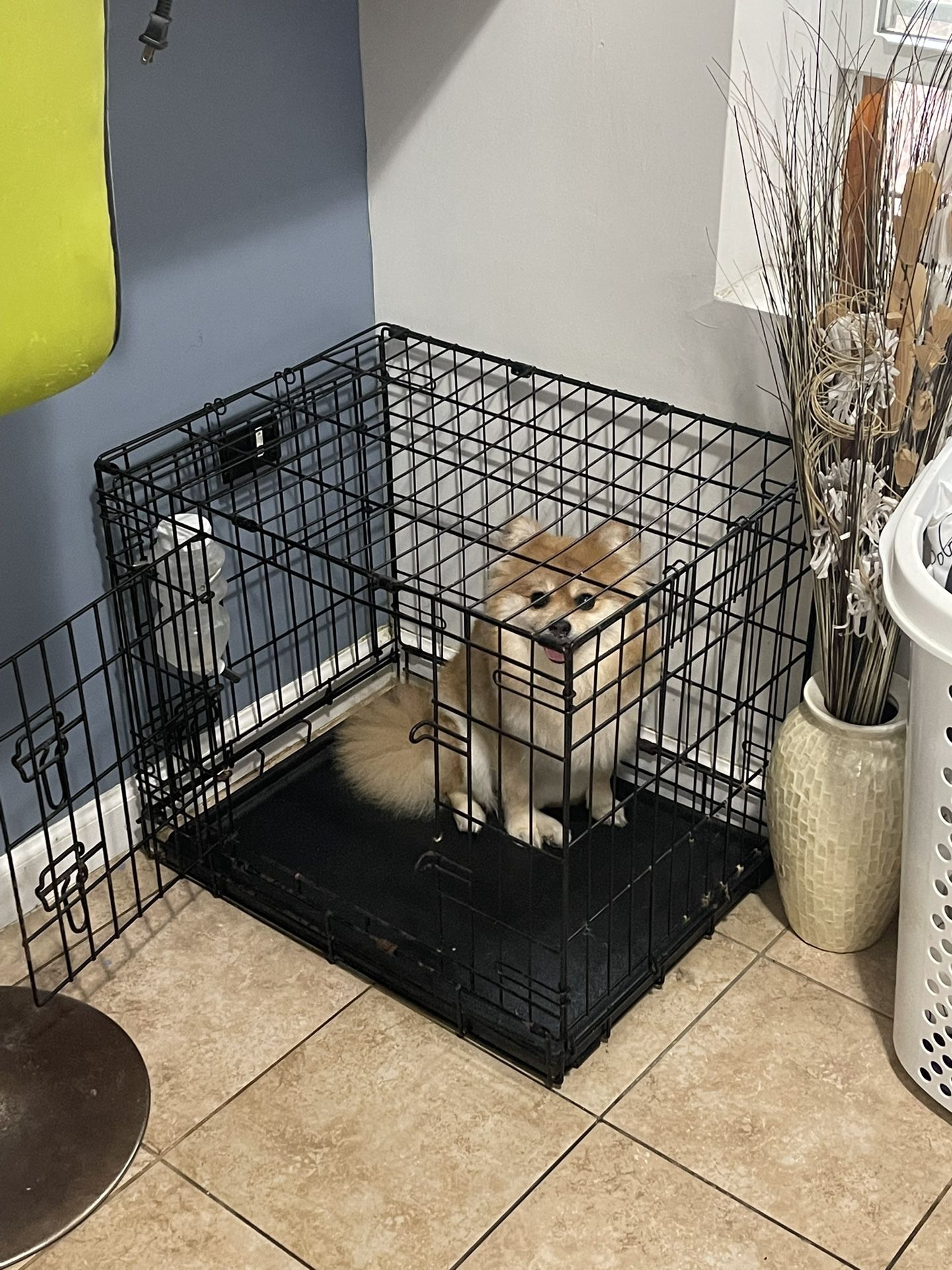 Dog Cage
