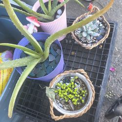 House plants for sale all different kinds