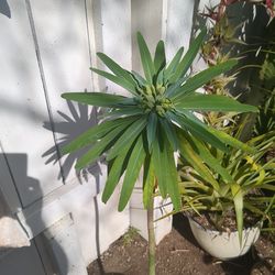 Lambii flowering euphorbia
