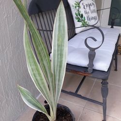 Sayuri Sansevieria Plant