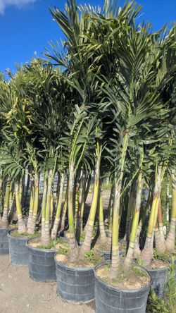 Christmas Palms About 7  Feet Tall Instant Privacy Hedge For Fence