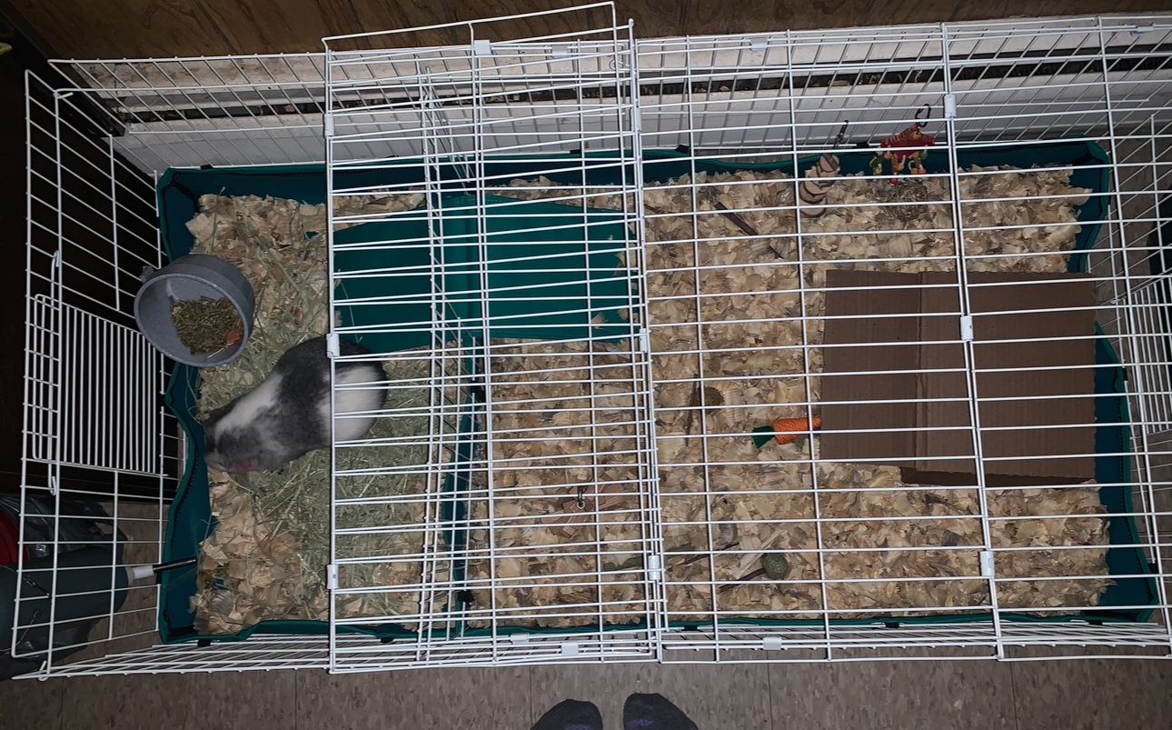 Midwest Guinea Pig Cage & Timmothy Hay