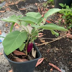 Deshi Long Purple Eggplant Plant With Flower