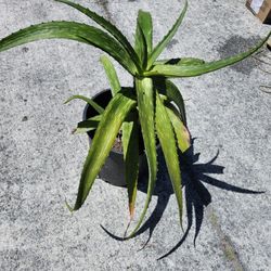 LARGE ALOE VERA PLANT