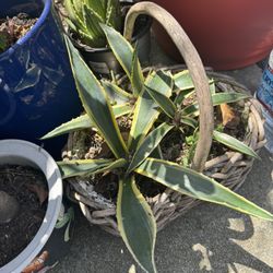 Agave American Variegate 