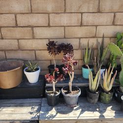 6" Aeonium Black Rose