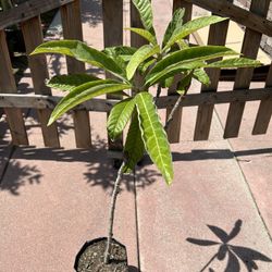 Loquat Tree, Eriobotrya Japonica, NÃspero