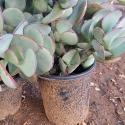 Succulents Only Have A Few Left 