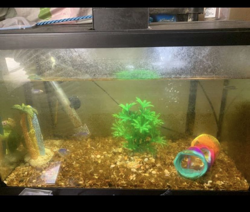 Fish Tank 10gal w/ accessories and LED light