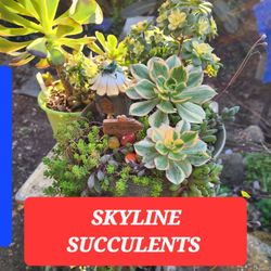 SUCCULENT ARRANGEMENT SALE THIS SUNDAY IN SAN LORENZO..PICK UP. SKYLINE SUCCULENTS!! ☆♧◇♡