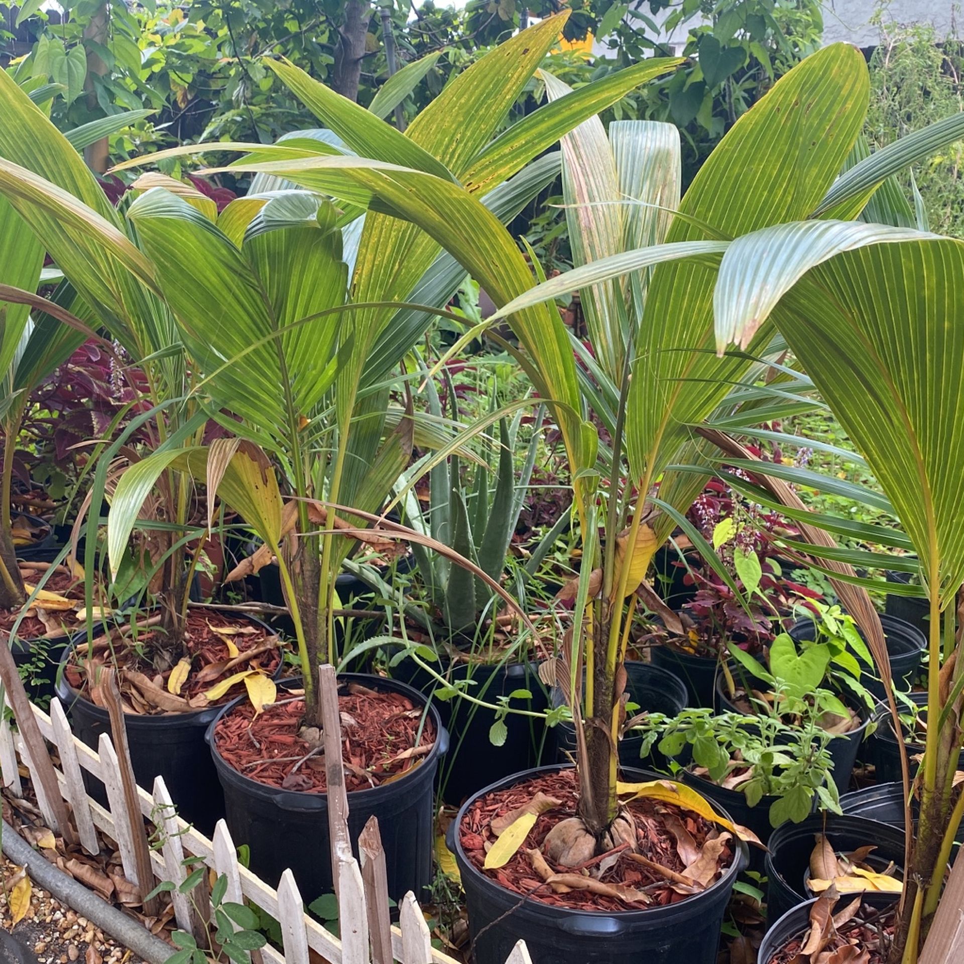 Young coconut tree