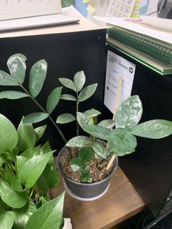 Zz Plant