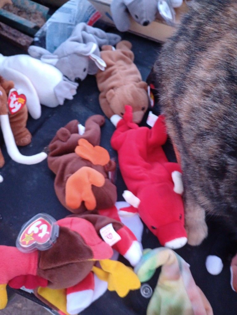 Very Rare Beanie Babies Probably Got 30 To 50 Left Will Negotiate On Prices