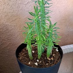 Euphorbia , Loricata. Succulents
