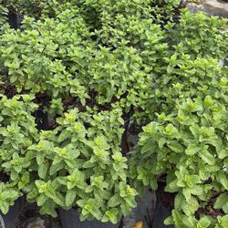 Fresh Spearmint Plants – 3 Gallons for $10 🌿
