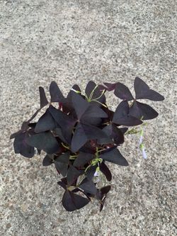 Purple Shamrock Plant 