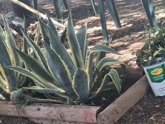 Large agave plants