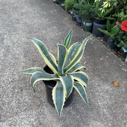 Variegated Agave Plant 