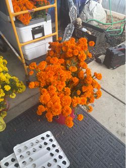 Cenpasuchil for sale