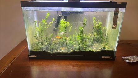 10 gallon planted aquarium