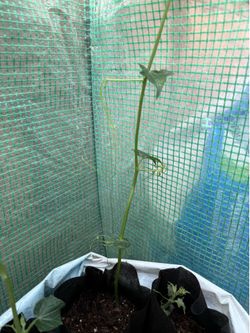 Chayote Seedlings