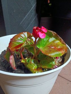 Begonia plant, starter