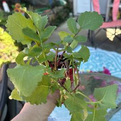 Radish Plants