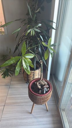 Money Tree Plant (Live)