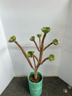 a Tree Aeonium live plant