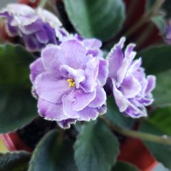 Healthy African Violet, house plant, including pot
