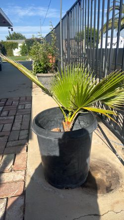Mexican fan palm tree