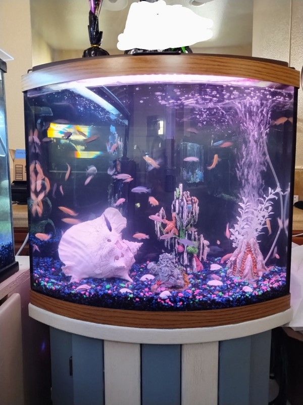 Fish Tank 40 Gallon Bow Front  Complete Set Up