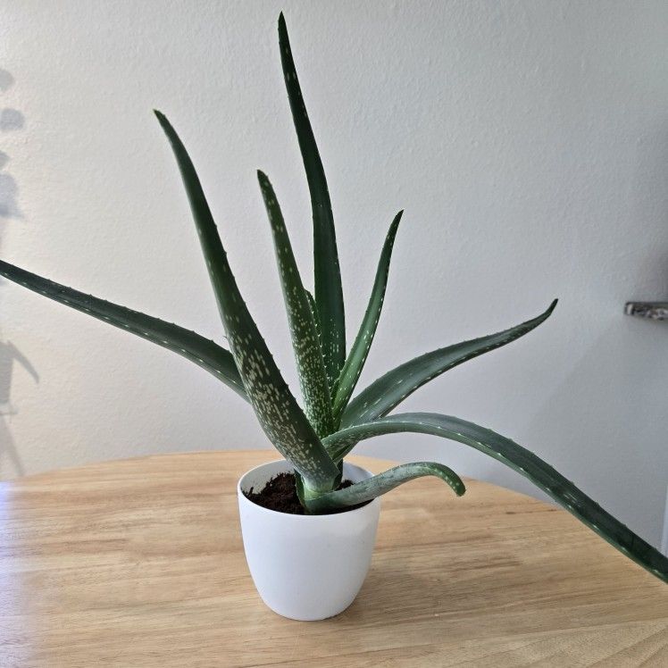 Healthy Aloe Vera Plant In 5 Inch Pot.