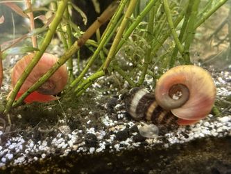 Adult Assassin Snail