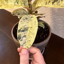 Live Moonshine Rubber Tree Plant With Terracotta Pot & Saucer (Please Read Full Description)