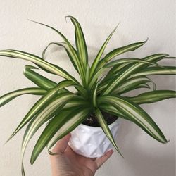Beautiful Variegated Spider Plant In A Cute Pot