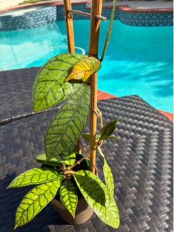 Hoya Calistophylla live plant on trellis