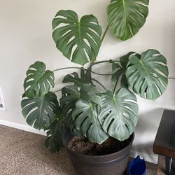 Monstera Plant 