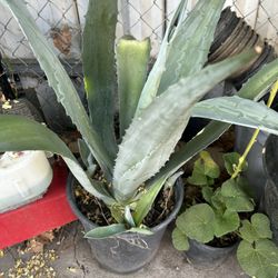 Blue Agave Americana