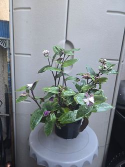 Tradescantia Cerinthoides purple plant/ planta morada Cerinthoides