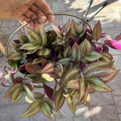 Various Potted Plants
